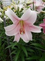 [5144 Mitsuyo 16 ST No02.JPG]